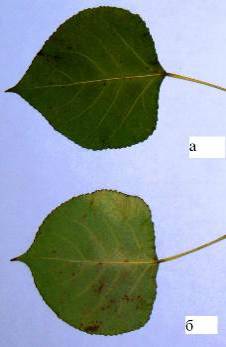 Рис. 4.3. Тополь Пионер: 1 - внешний вид, 2 - листья (а - верхняя сторона листовой пластинки, б - нижняя сторона).