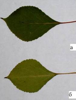 Рис. 4.4. Тополь Подмосковный: 1 - внешний вид, 2 - листья (а - верхняя сторона листовой пластинки, б - нижняя сторона).