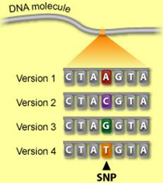 Обзор литературы. Полиморфизм промоторной области гена APT(однонуклеотидный полиморфизм Fas-670A/G).