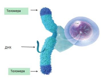 Короткие теломеры. Теломерный механизм клеточного старения.