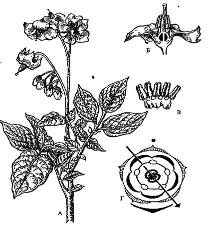 Цветок картофеля (Solarium tuberosum).