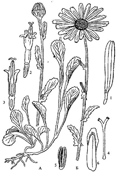Строение цветка нивяника обыкновенного (Leucanthemum vulgare).