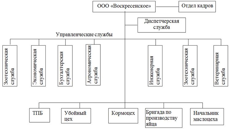 Организационная структура ООО «Воскресенское», 2008г.