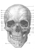 Скелет черепа. Роль и строение опорно-двигательного аппарата.