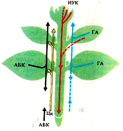 места образования фитогормонов и направления их транспорта в вегетирующем растении (Полевой, 1989). Примечание.
