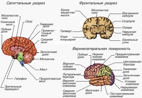 Анатомия и физиология головного мозга.