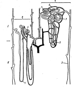 Схематическое изображение корковых и юкстамедуллярных нефронов.