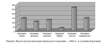 Высота кустов некоторых видов рода Смородина — Ribes L. в условиях Караганды.