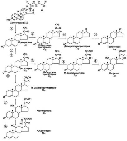 Строение и основные этапы синтеза кортикостероидов.