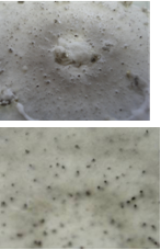 Перитеции микромицета Gibellina cerealis выступающие выводным отверстием на поверхность субстрата, КГА, (ориг.).