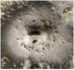 Рисунок 1 Изолирование микромицета Gibellina cerealis в чистую культуру из поражённых тканей растения озимой пшеницы (ориг.).