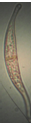Онтогенез микромицета Gibellina cerealis Pass. in vitro.