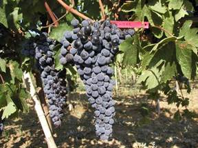 Результаты исследований. Кримбас – новый винный высококачественный мускатный черноягодный сорт винограда.
