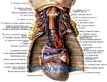 Сердечные ветви блуждающего нерва начинаются от его шейного отдела (rami cardiaci superiores). грудного отдела (rami cardiaci medii) и из n. laryngeus recurrens vagi (rami cardiaci inferiores). Весь комплекс нервных ветвей образует обширные аортальное и сердечное сплетения. От них отходят ветви, формирующие правое и левое коронарные сплетения. Регионарными лимфатическими узлами сердца являются трахео-бронхиальные и околотрахеальные узлы. В этих узлах встречаются пути оттока лимфы из сердца, легких и пищевода.