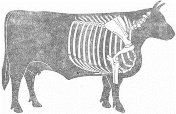 Схематический вид мясного скота сбоку.