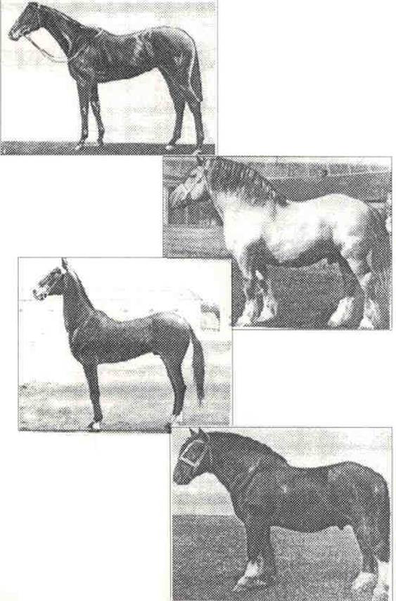 Лошади разных типов конституции по П.Н. Кулешову.