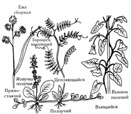 Вегетативные органы цветковых растений.