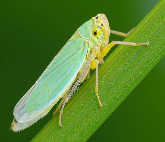 Внешний вид Cicadella viridis.