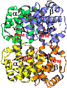 Четвертичная структура молекулы гемоглобина [http://www.nsu.ru/education/biology/molbiol/Lecture3/Lec35.htm].