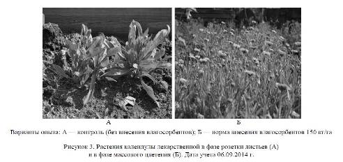 Изучение морфологических показателей и урожайности цветочных и овощных культур на фоне применения влагосорбентов в открытом грунте.