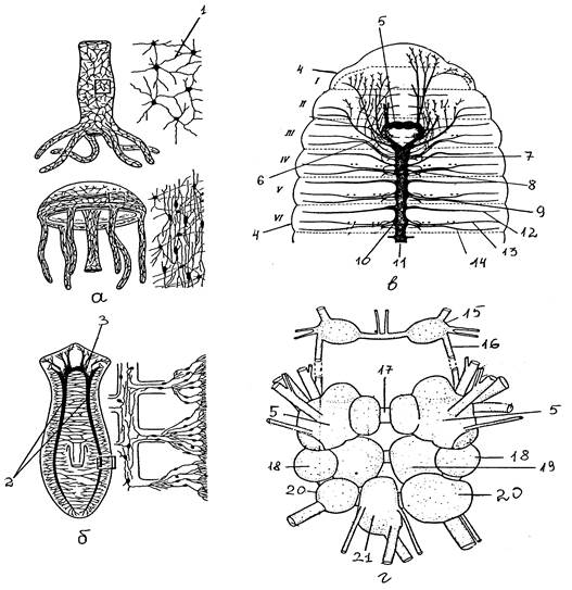 Строение нервной системы стрекающих, плоских червей, кольчатых червей, моллюсков.