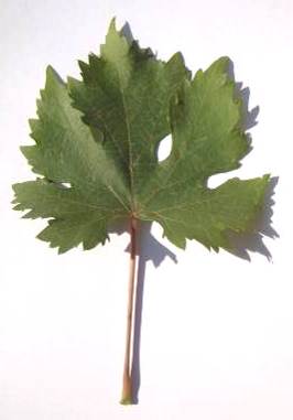 Сформировавшийся лист сорта винограда Траминер чёрный.