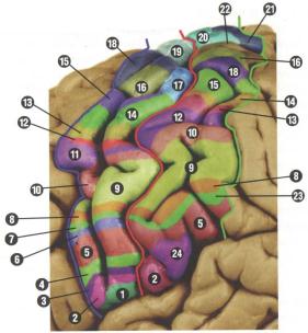 Сенсомоторные центры мозга человека (по данным разных авторов).