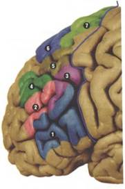 Сенсомоторные центры лобной области мозга человека (по данным разных авторов).