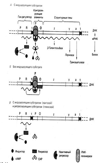 Модель регуляции лактазного оперона, активность которого определяется как индуцирующим действием субстрата, так и катаболитной репрессией.