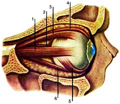 Анатомия и физиология органа зрения.