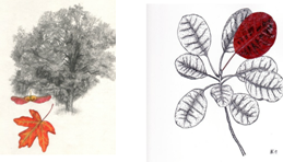 Изображение деревьев и листьев. Смешанная техника. Сочетание рисунка и гербария. Автор Anna Nova Kucerova (Chechia).