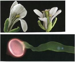 Сверху цветок арабидопсиса, представлены тычинки с лопнувшимися пыльниками и рыльце с пыльцой. Внизу иллюстрация прорастающей пыльцы с пыльцевой трубкой по которой движутся 2 ядра.