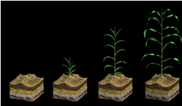 Стадии роста растений кукурузы.