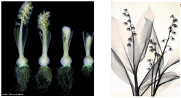 Иллюстрации растений, полученные с помощью рентгеновской съемки (слева стадии развития растения гиацинта из луковицы; справа - растения ландыша.