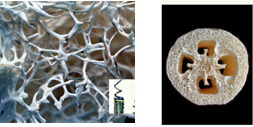 Структура волокон плода люфы, сделанного с помощью электронной микроскопии (слева) и высохший плод люфы (мочалки) в разрезе (справа).