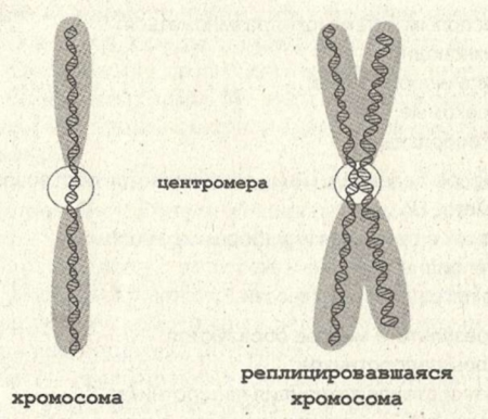 Строение и репликация хромосомы.
