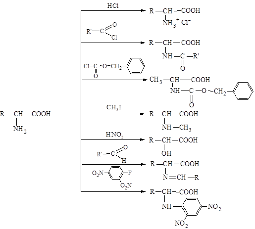 Реакции аминогруппы. Амины, аминоспирты, аминокислоты, белки.