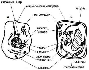 Строение животной (А) и растительной (Б) клеток.