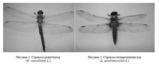 Род Стрекоза настоящая (Libellula L.). Стрекоза четырехпятнистая (L. quadrimaculata L.) (рис. 2). Все крылья с темным пятнышком в области узелка. Нижняя губа по краям желтая. Тело желто-бурое, конец брюшка черный, 5-8 сегменты брюшка с желтыми пятнами по бокам. Брюшко 27-32 мм, заднее крыло 32-39 мм.