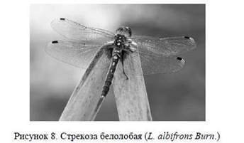 Стрекозы семейства Libellulidae (Insecta: Odonata) окрестностей города Караганды.