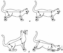 Позные шейные рефлексы у кошки с удаленным вестибулярным аппаратом.