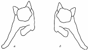 Изменение тонуса мышц конечностей при наклоне головы вправо (а) и влево (б).