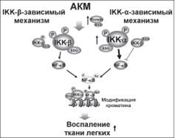 Роль GRX1 в регуляции активности IKK-а и IKK-p в эпителиоцитах респираторного тракта [8, модификация].