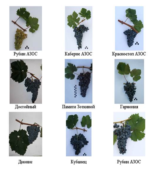 Технические сорта винограда селекции АЗОСВиВ.