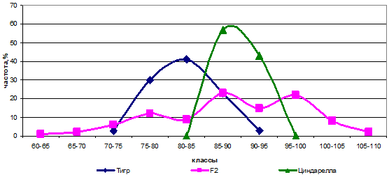 Распределение частот родительских форм и гибрида Тигр х Циндарелла по высоте растений.