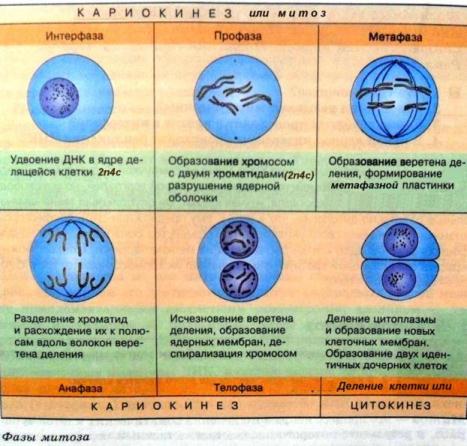 Фазы митоза. Жизненный цикл клетки.