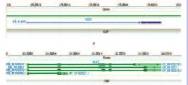 Структура генов PCA3 (А) и KLK3 (Б). Примечание. Экзоны обозначены прямоугольни ками, интроны — стрелками. Для гена KLK3 приве дены 4 альтернативные формы мРНК.