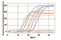 Кривые амплификации, полученные с ис пользованием созданной тест-системы и набора из 5 разведений кДНК из рака ПЖ. Примечание. Синие кривые — KLK3, оранжевые кривые — PCA3.