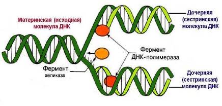 Процесс репликации ДНК.