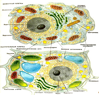 Строение растительной и животной клетки.